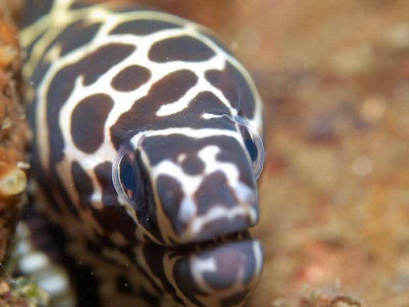 Honeycomb moray eel